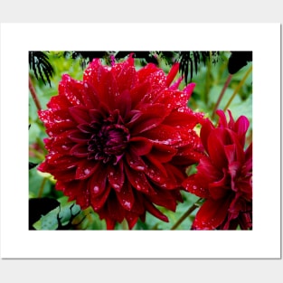 Red Dahlia Posters and Art
